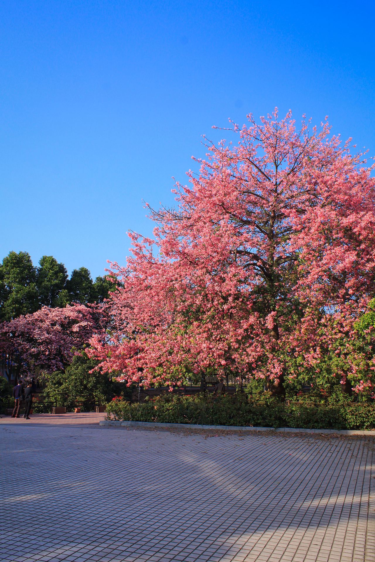 广州大学华软软件学院丝木棉盛开
