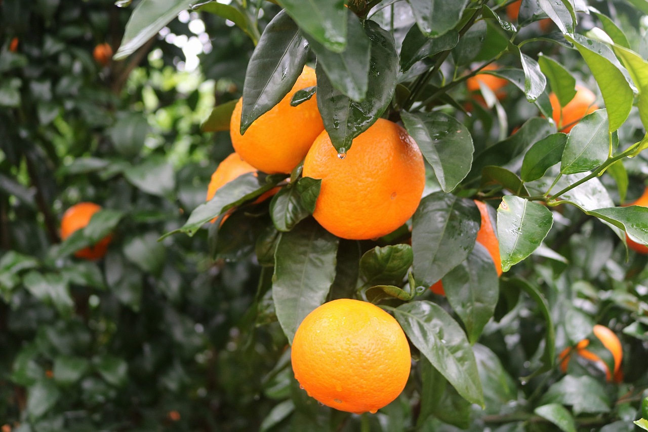 武鸣沃柑老男人果品