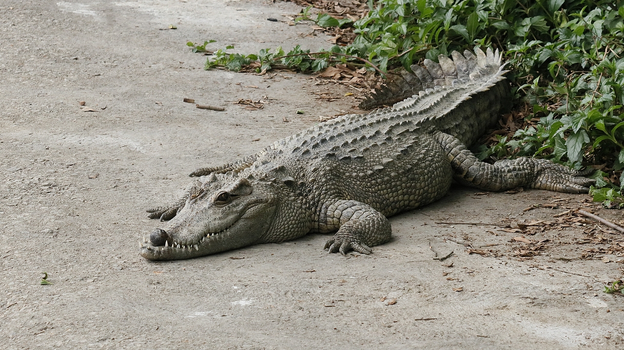 长隆飞鸟乐园-动物趣闻（图ZMjQ5NTU5NjA4） - 其他摄影 - 站酷设计师飞天猪猫原创素材 - 站酷ZCOOL