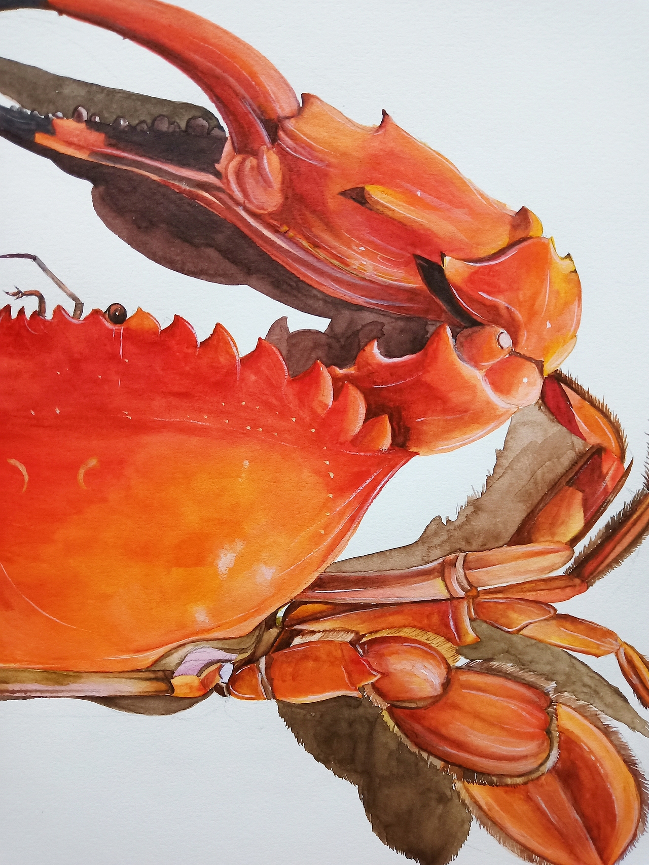 水彩写生——大闸蟹