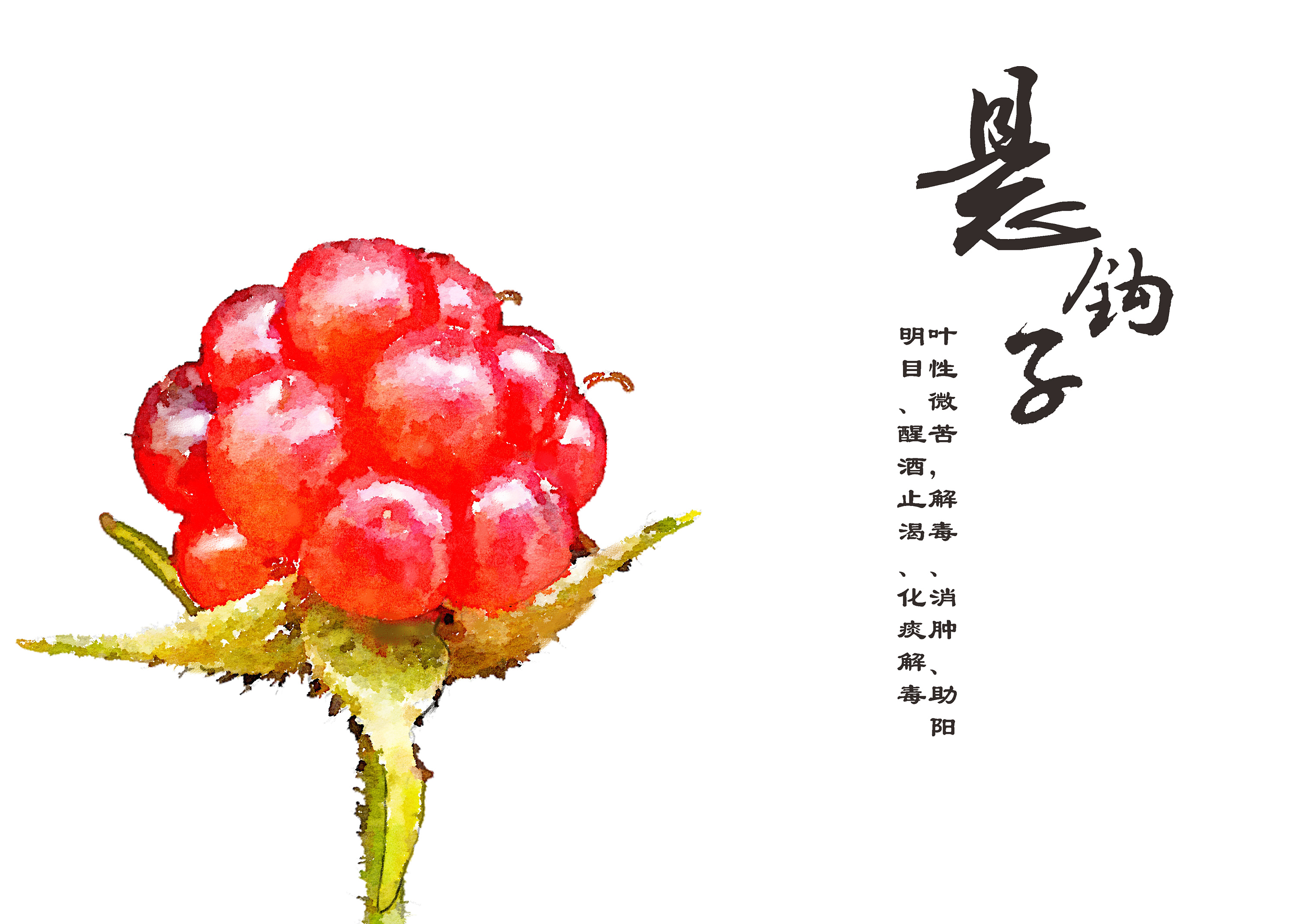 水彩四张,薏米,鸿雁,悬钩子,四季豆|插画|商业插画|卖鱼的 - 原创作品