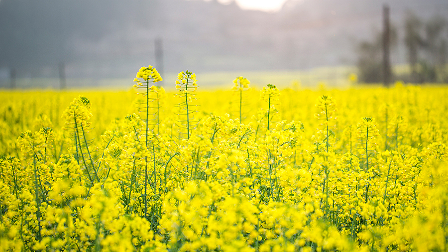 菜花（图ZNDUxMzI2MTI=） - 风光摄影 - 站酷设计师啓之的摄影观原创素材 - 站酷ZCOOL