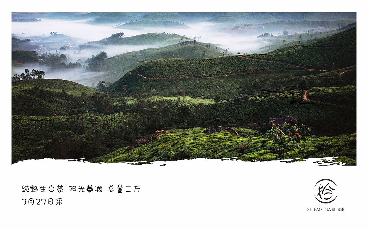 拾泡茶品牌形象设计