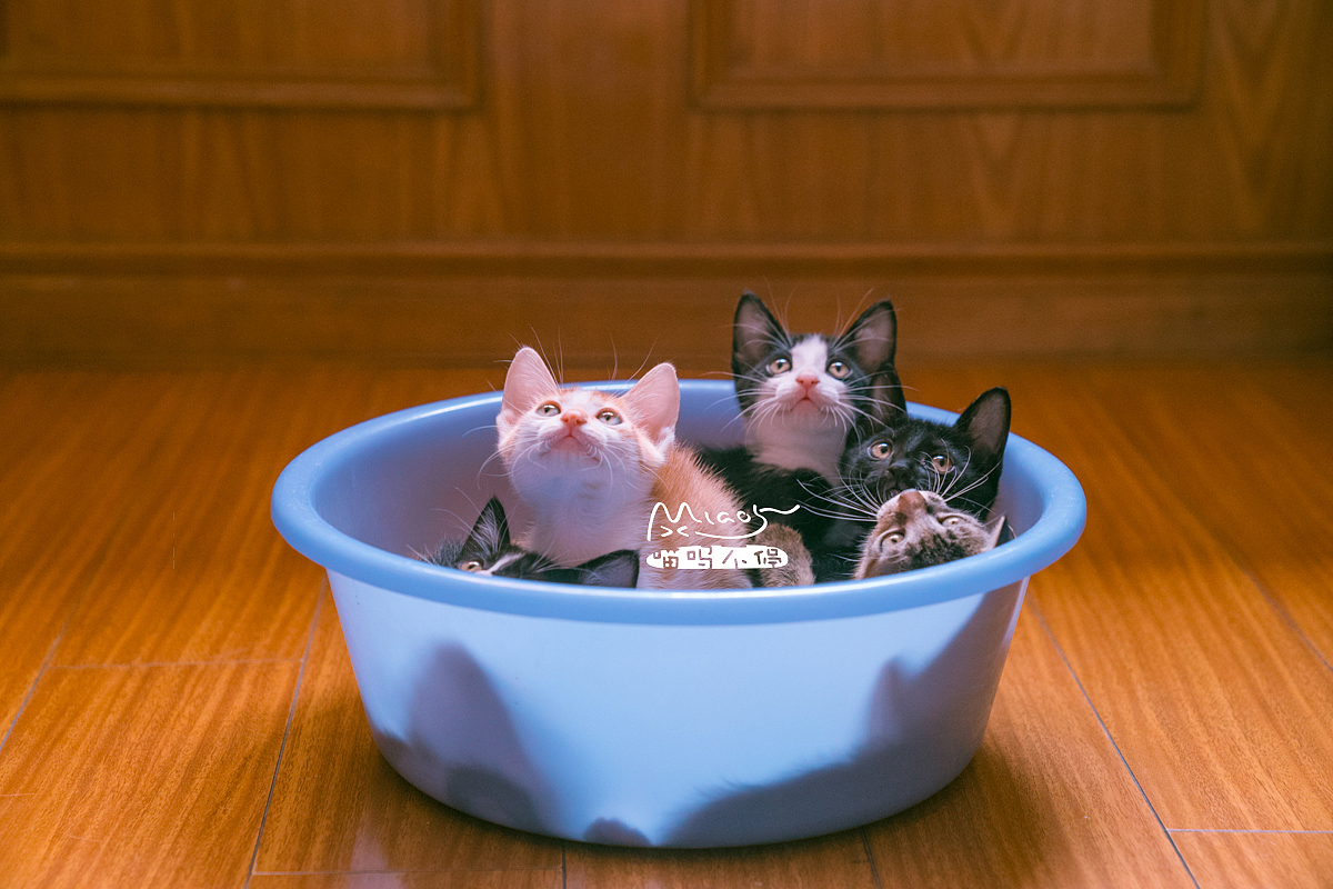 朋友家收养的奶猫们毕业啦（图ZOTAyMTAzMjQ=） - 宠物摄影 - 站酷设计师喵呜不停原创素材 - 站酷ZCOOL