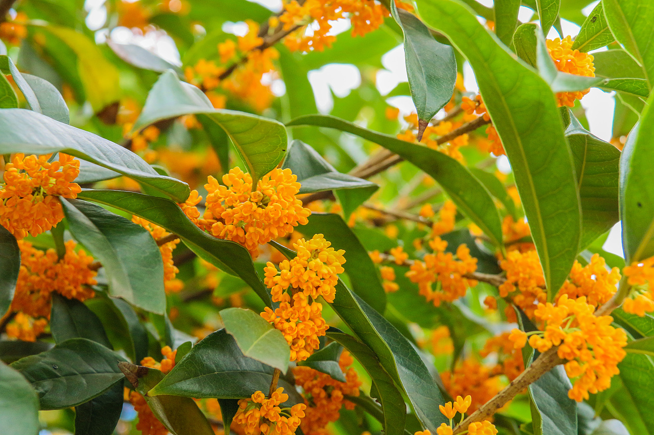 满城尽带桂花香。