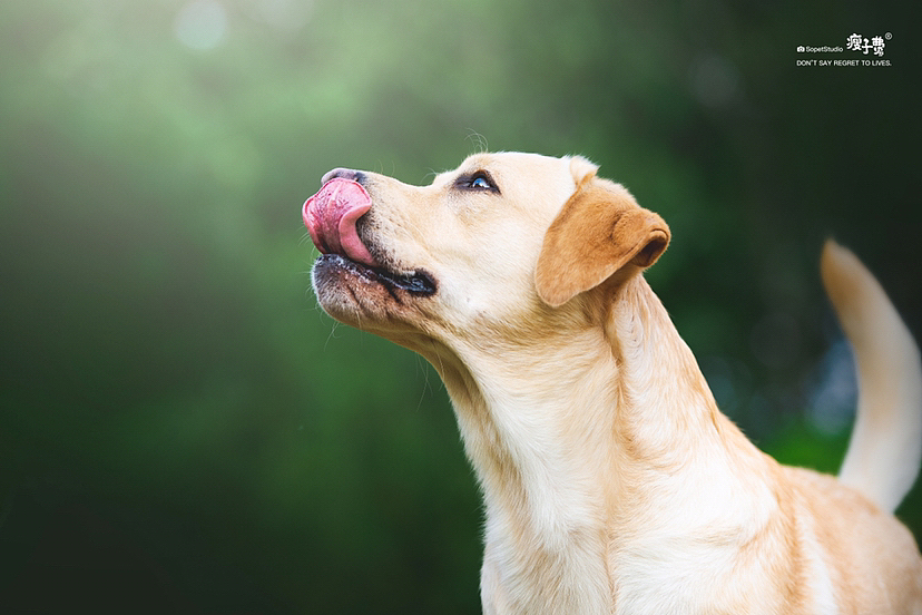 维尼的秋日计划（图ZMzE2NjA2NTE2） - 宠物摄影 - 站酷设计师瘦子费原创素材 - 站酷ZCOOL