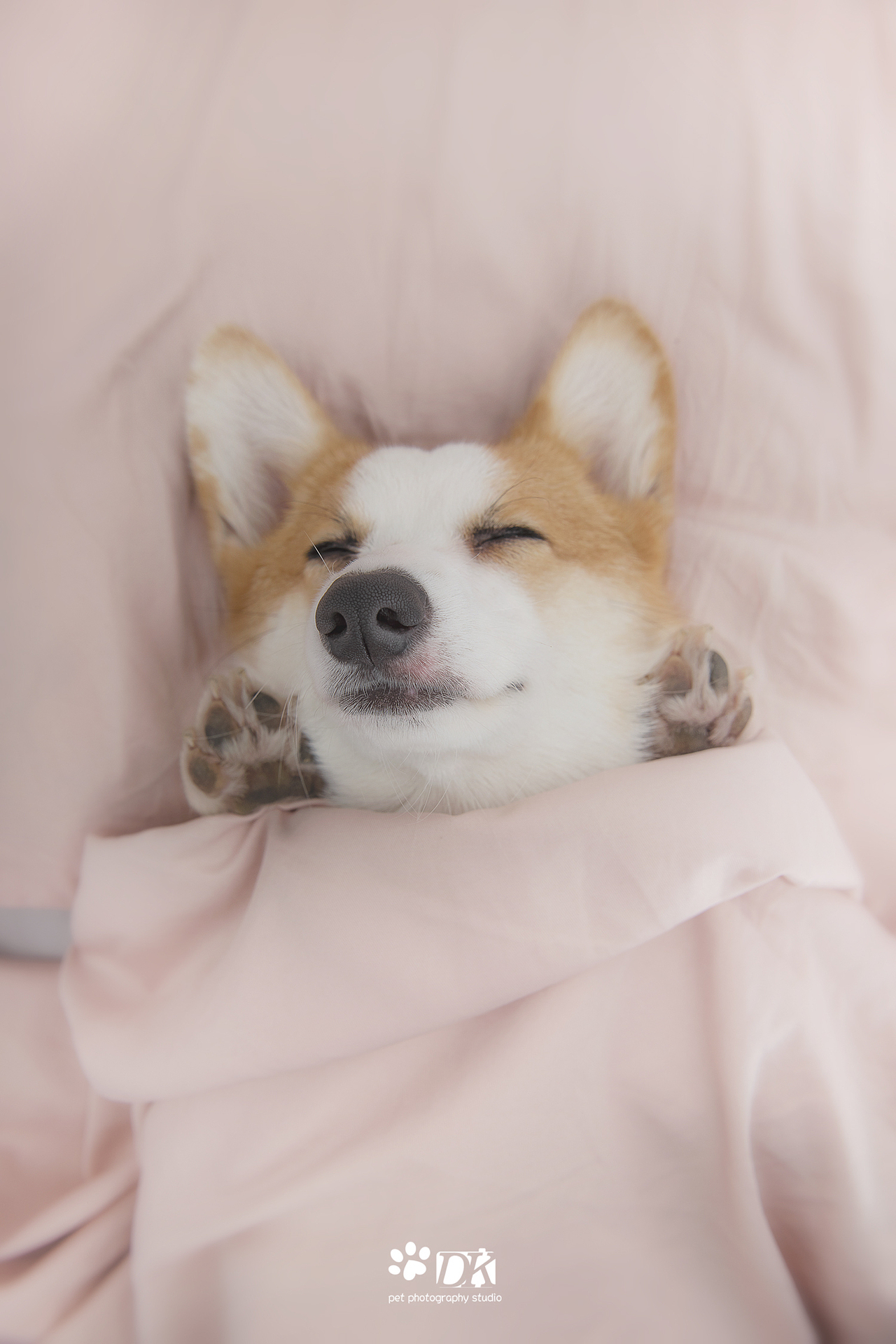 萌宠睡姿大合集