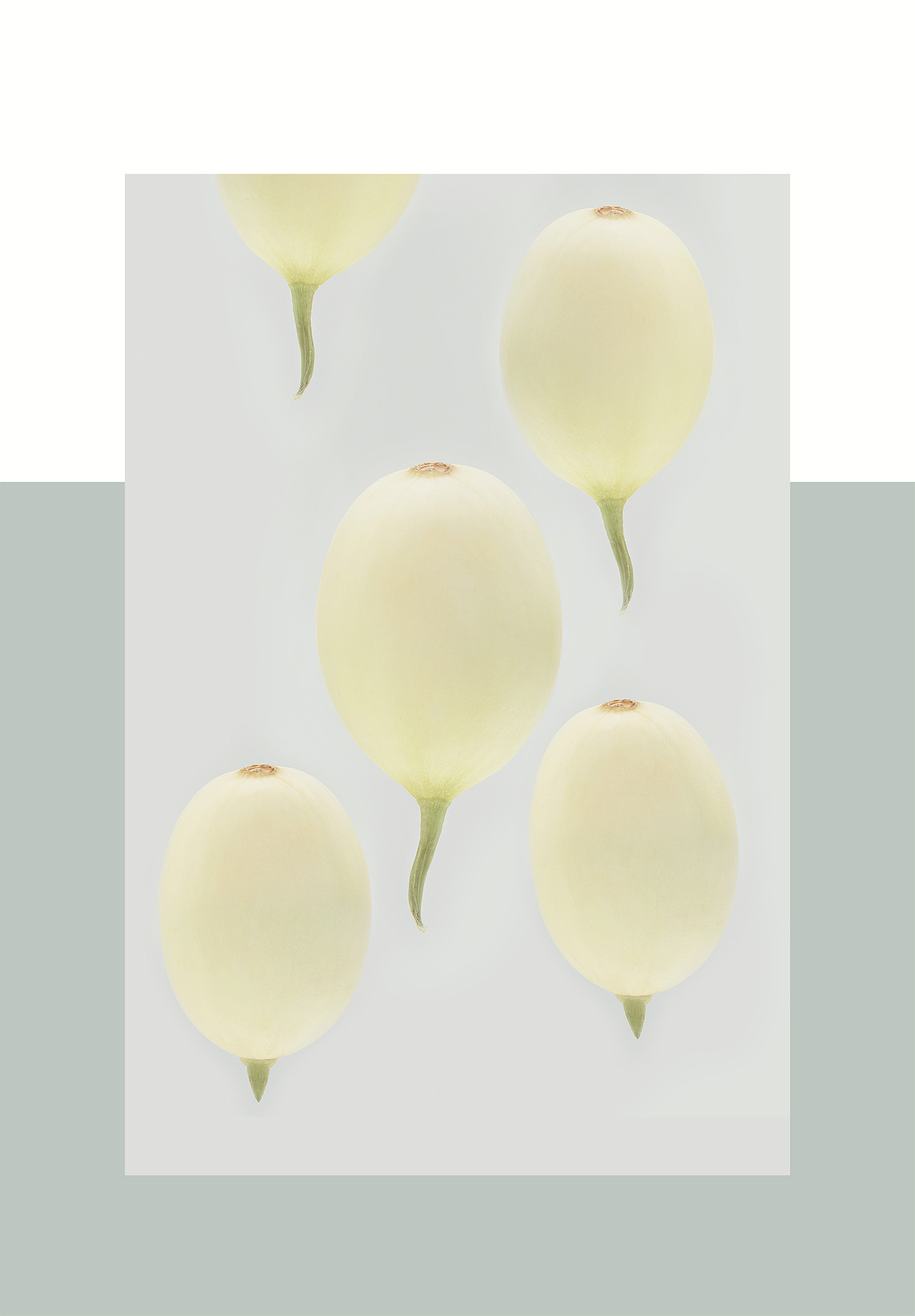 新蒜和郁金香瓜（图ZNzgxMTQ5MDg=） - 其他摄影 - 站酷设计师YUM汤汤原创素材 - 站酷ZCOOL