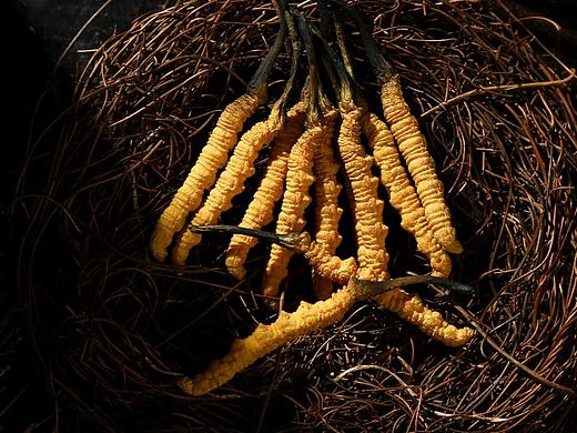 中药材拍摄  冬虫夏草