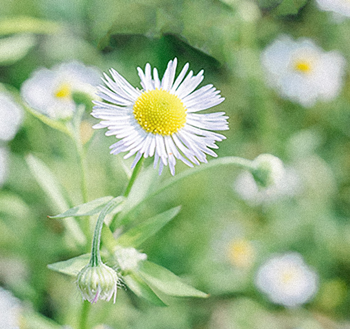 啊草_Acao的个人主页（背景预览） - 主页背景设置 - 站酷设计师啊草_Acao原创素材 - 站酷ZCOOL