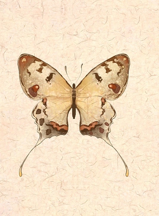 蝴蝶图鉴（图ZMjk4NDc3Njc2） - 艺术插画 - 站酷设计师惠小小象原创素材 - 站酷ZCOOL