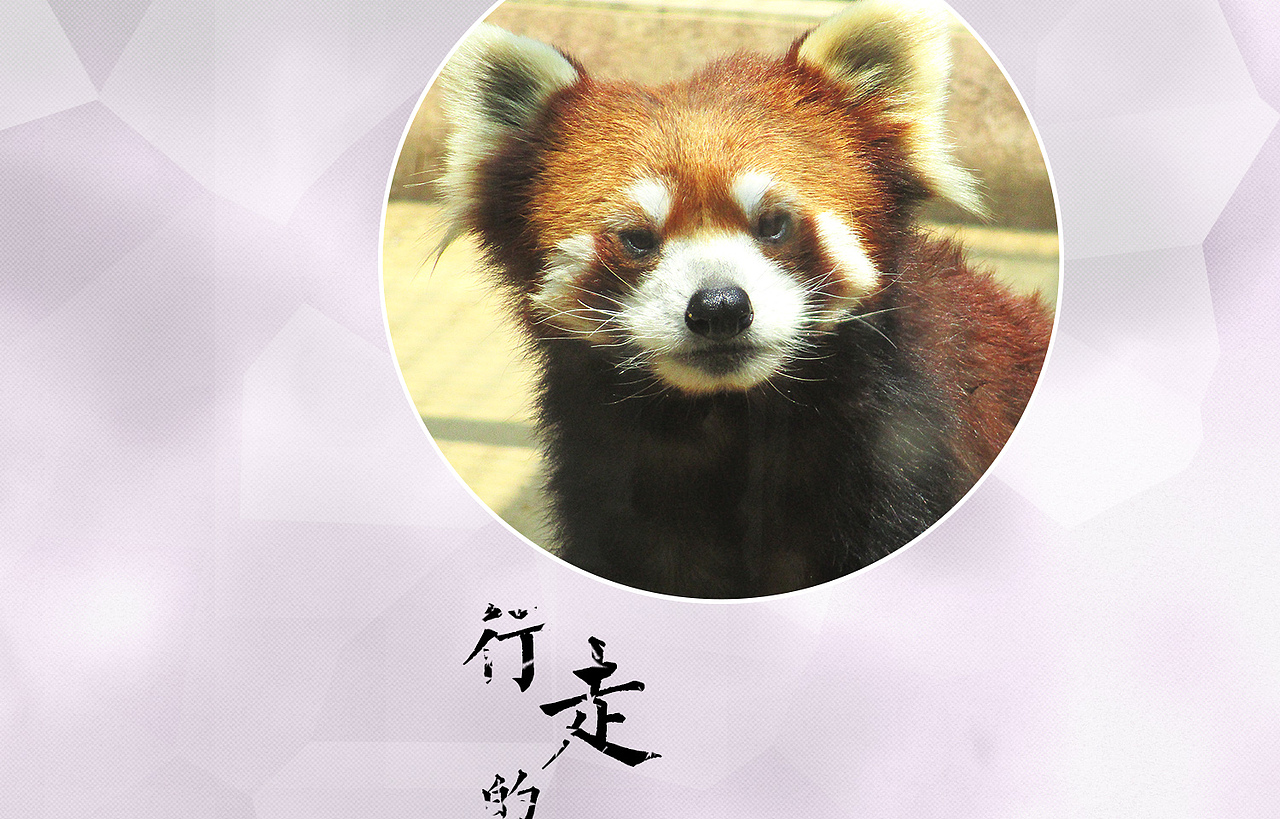 行走的金秋（图ZMTEzMTM4NzY0） - 宠物摄影 - 站酷设计师绿兮依原创素材 - 站酷ZCOOL
