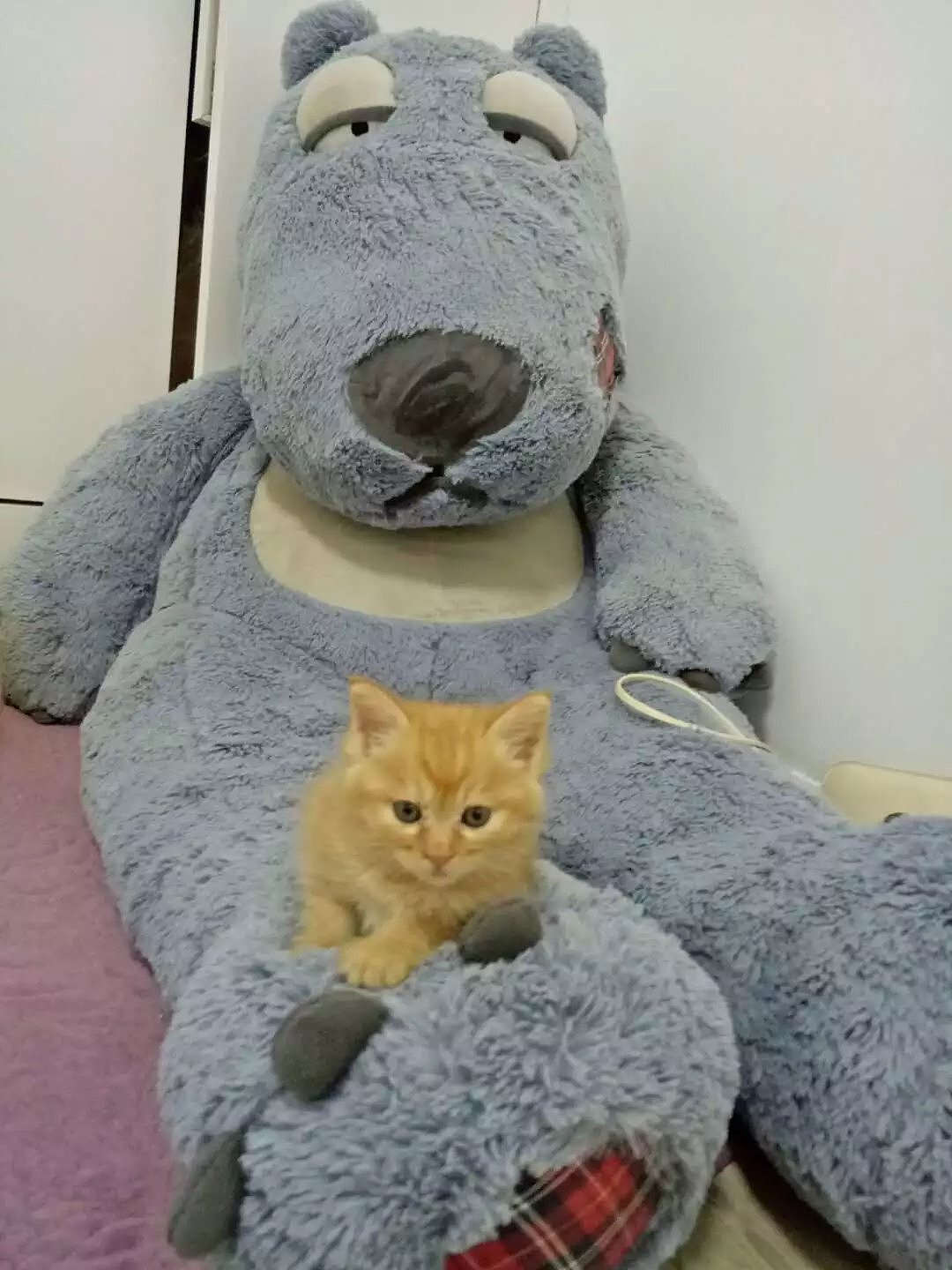 菜刀眼黄豆芽的日常（图ZODEwMzg1Njg=） - 宠物摄影 - 站酷设计师violasean原创素材 - 站酷ZCOOL