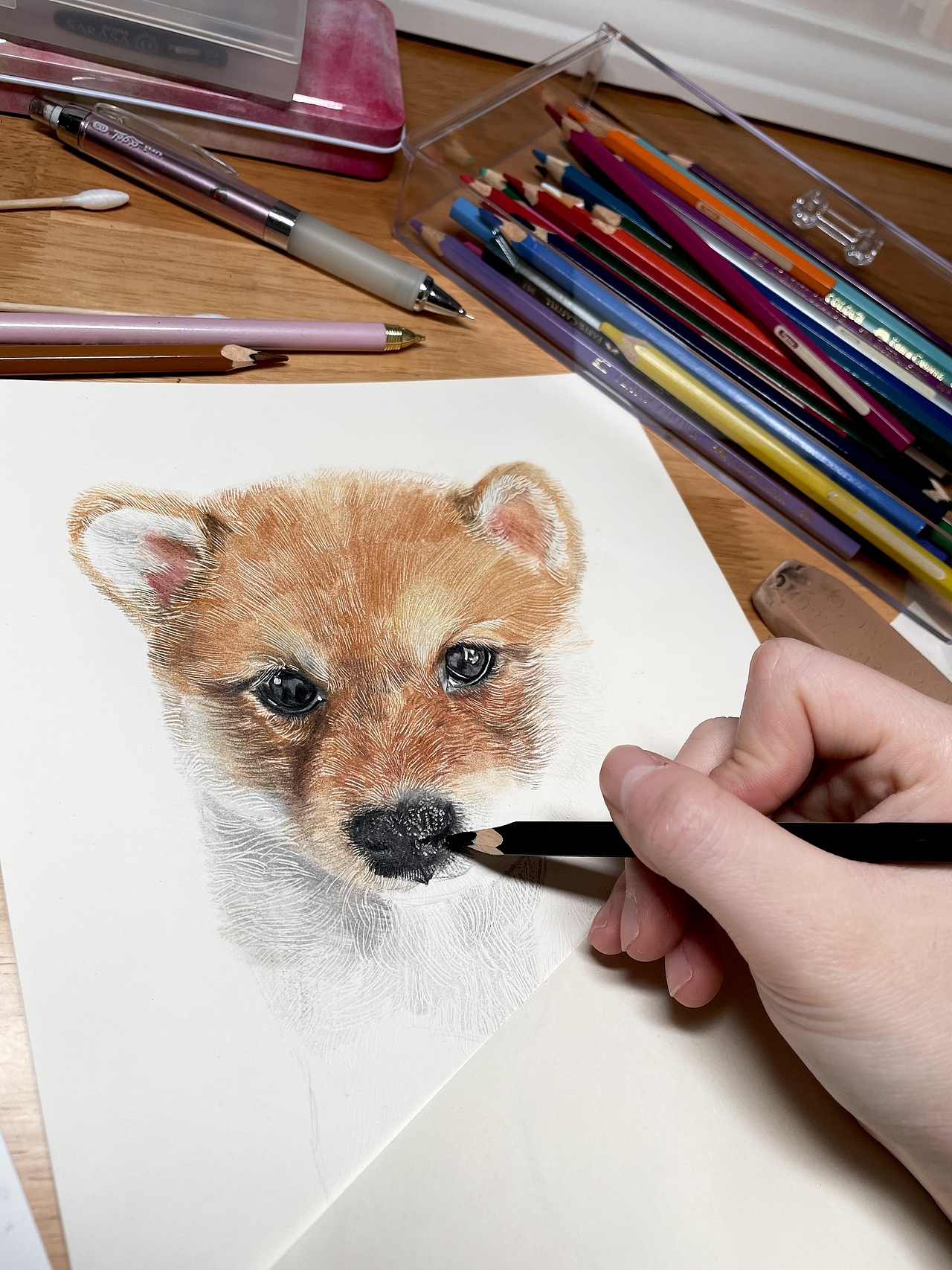 彩铅柴犬小狗原创作品