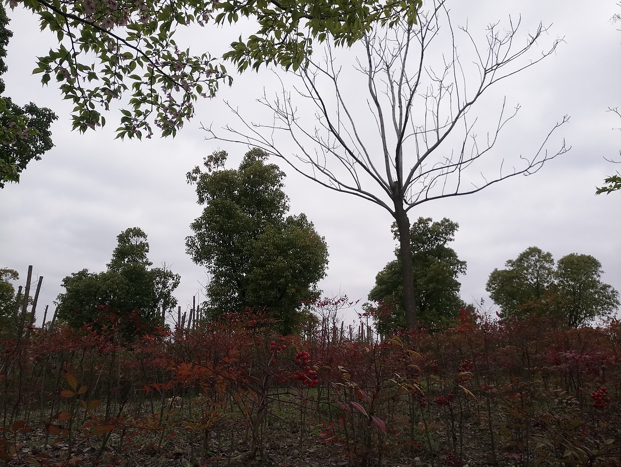 春之密影（图ZMTA4MjU4MjY0） - 产品摄影 - 站酷设计师珍丫头原创素材 - 站酷ZCOOL