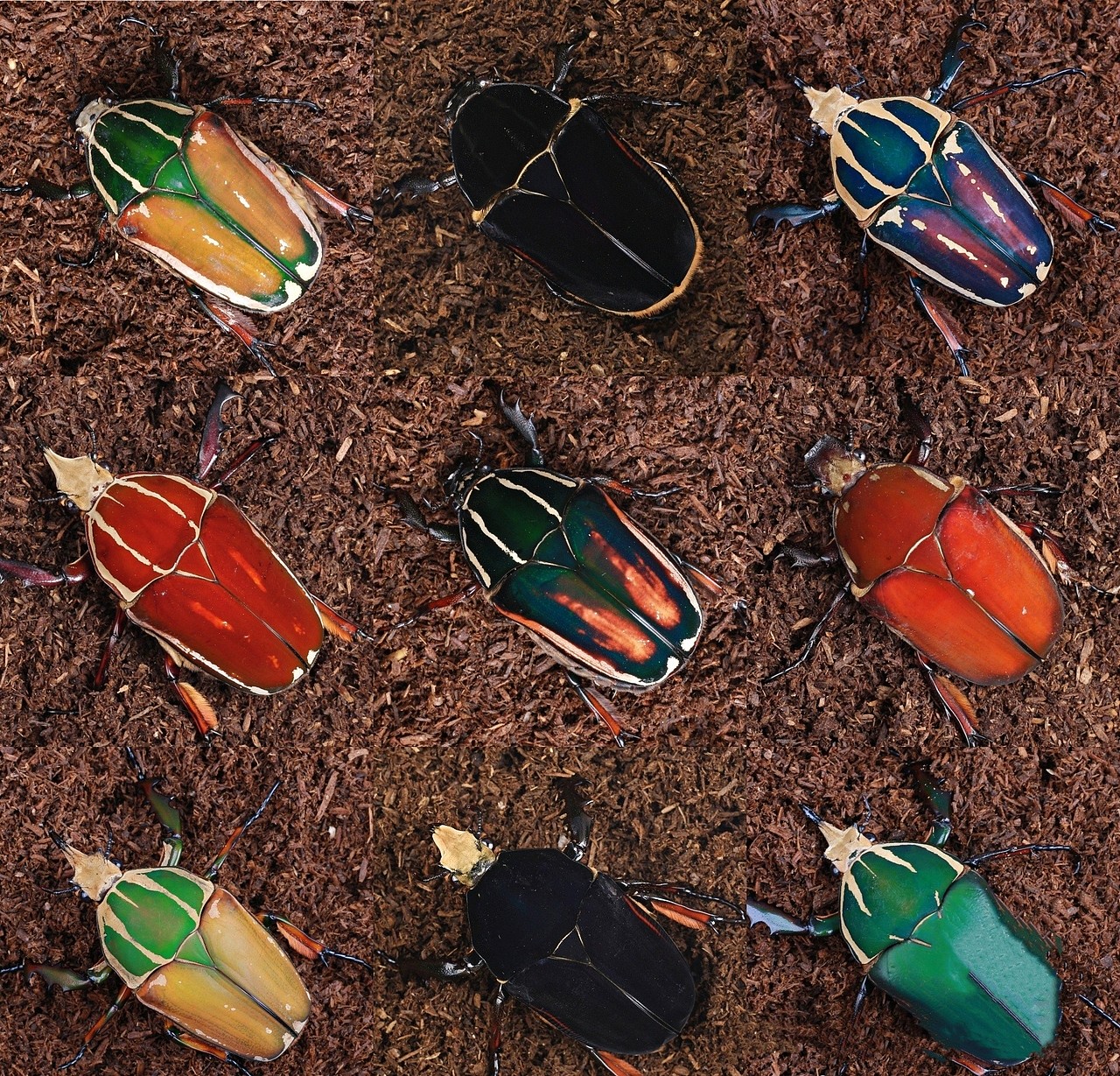 乌干达七彩金龟子