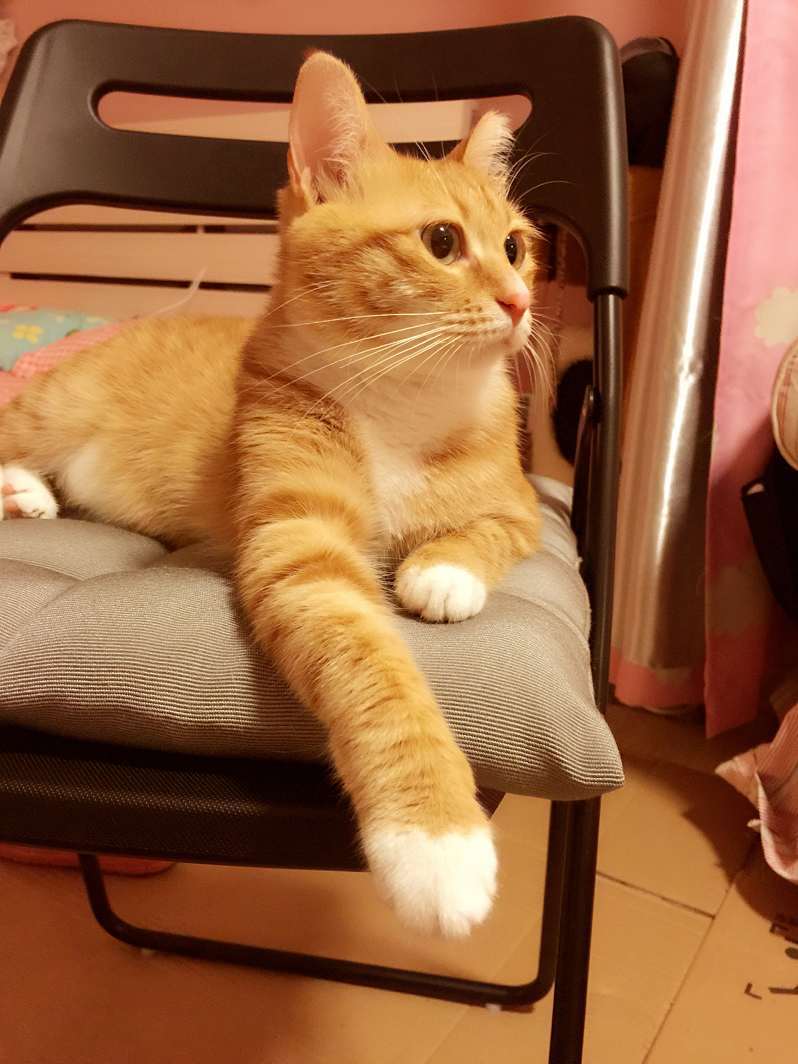 从前一只傲娇的猫叫咪傻~~~（图ZMjU3MTc4NTY=） - 宠物摄影 - 站酷设计师小阿匪原创素材 - 站酷ZCOOL