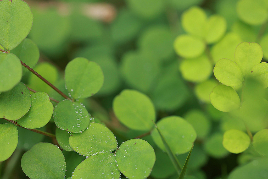 高清三叶草壁纸露珠绿色植物背景素材壁纸下载收藏版|摄影|风光摄影