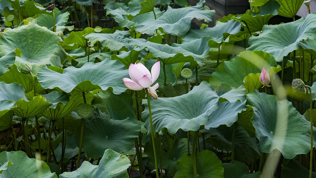 苏州园林艺圃，一花一世界（图ZMzMwNTY2MDA=） - 人像摄影 - 站酷设计师小飞机原创素材 - 站酷ZCOOL