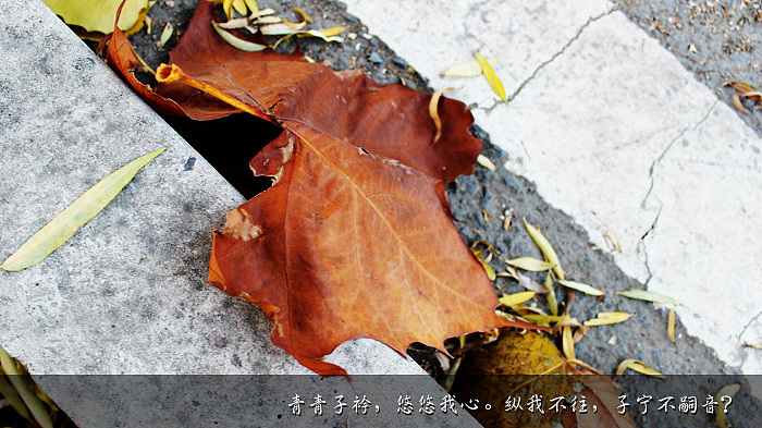 青青子衿,悠悠我心。纵我不往,子宁不嗣音?