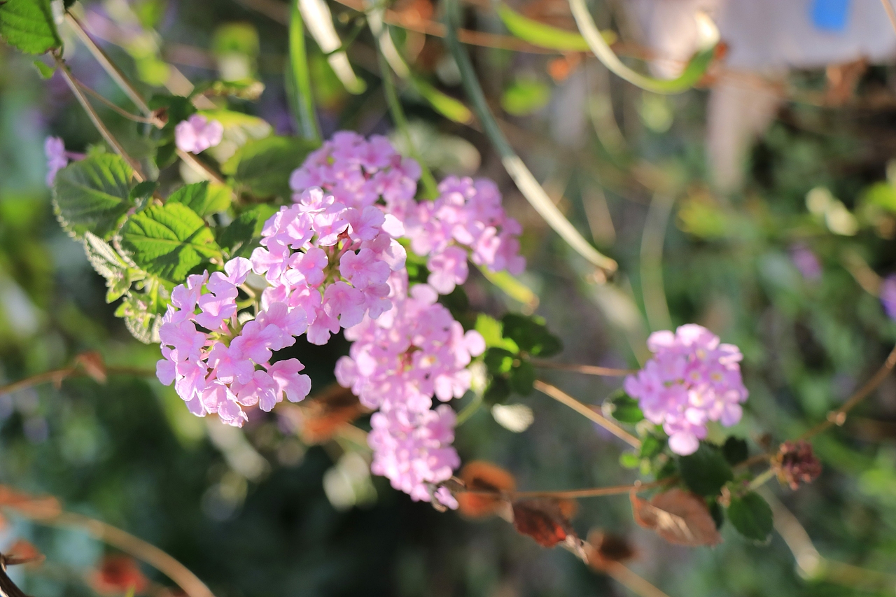 东湖公园之偶遇鸟趣&猫咪（图ZMjQzNjUwOTA4） - 风光摄影 - 站酷设计师飞天猪猫原创素材 - 站酷ZCOOL
