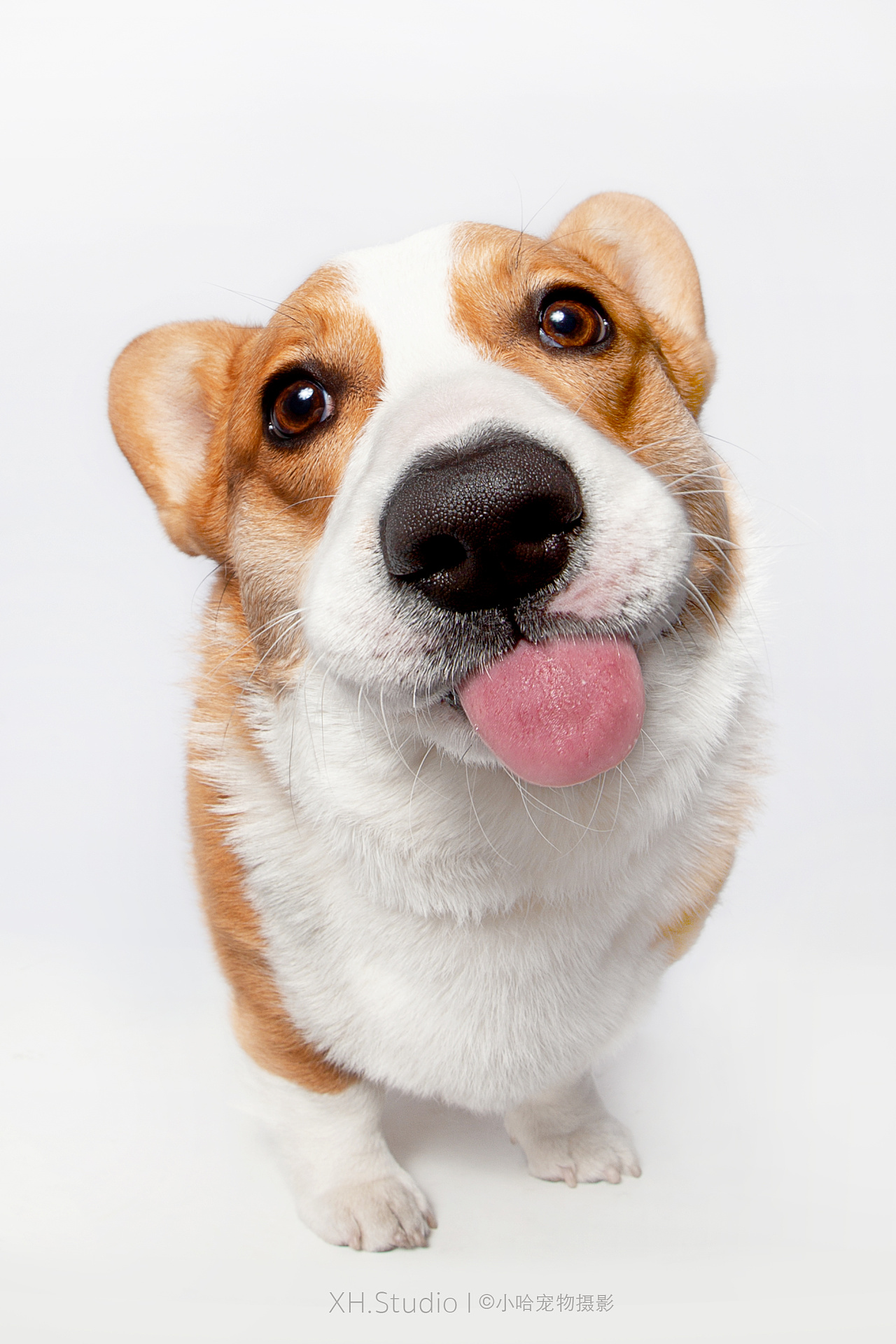 合集四【小哈宠物摄影】|摄影|动物|小哈_zwq - 原创作品 - 站酷