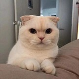 我是小小白兔的头像