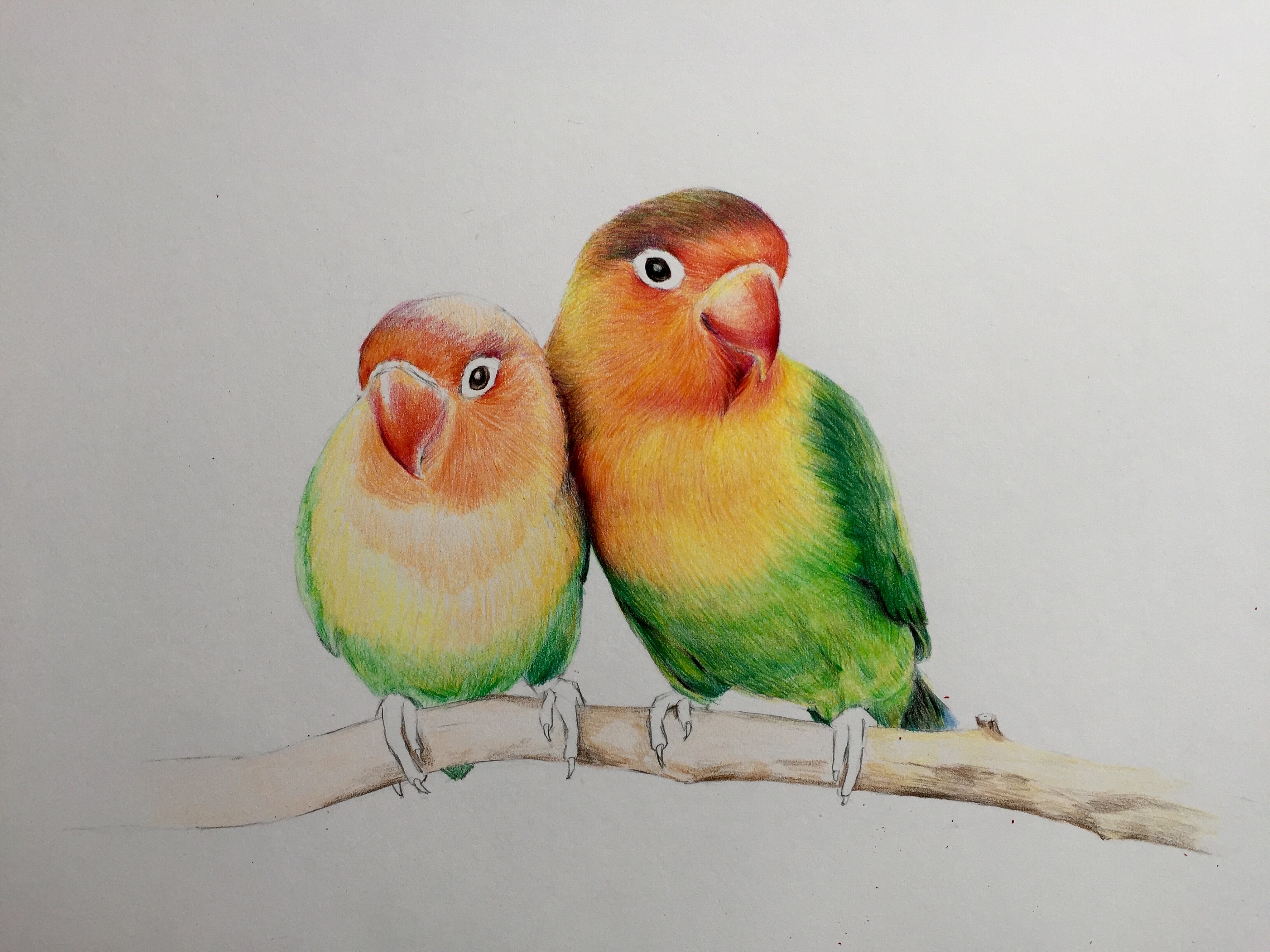 彩铅手绘—牡丹鹦鹉