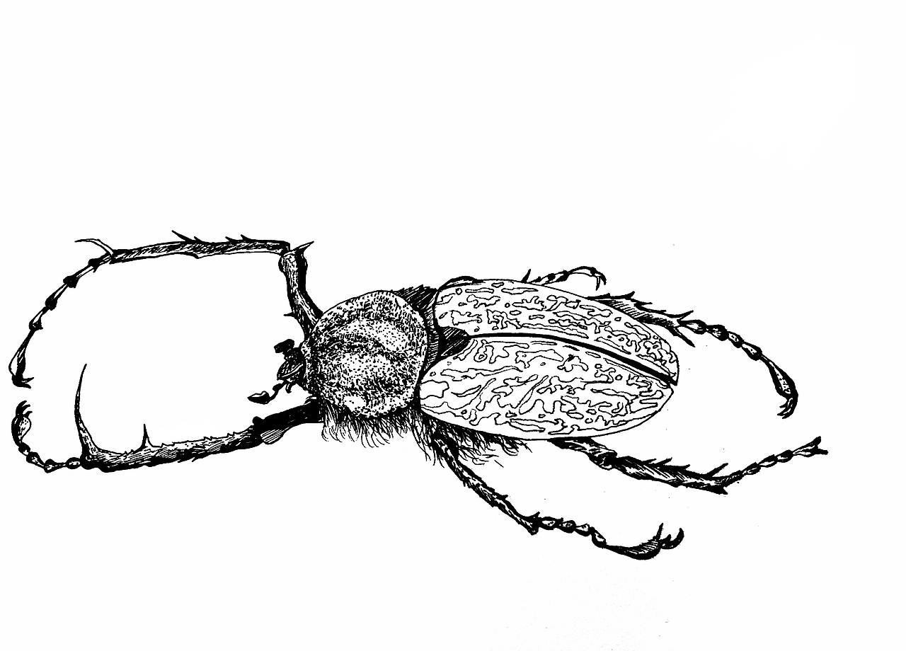 甲壳虫以及飞鸟练习