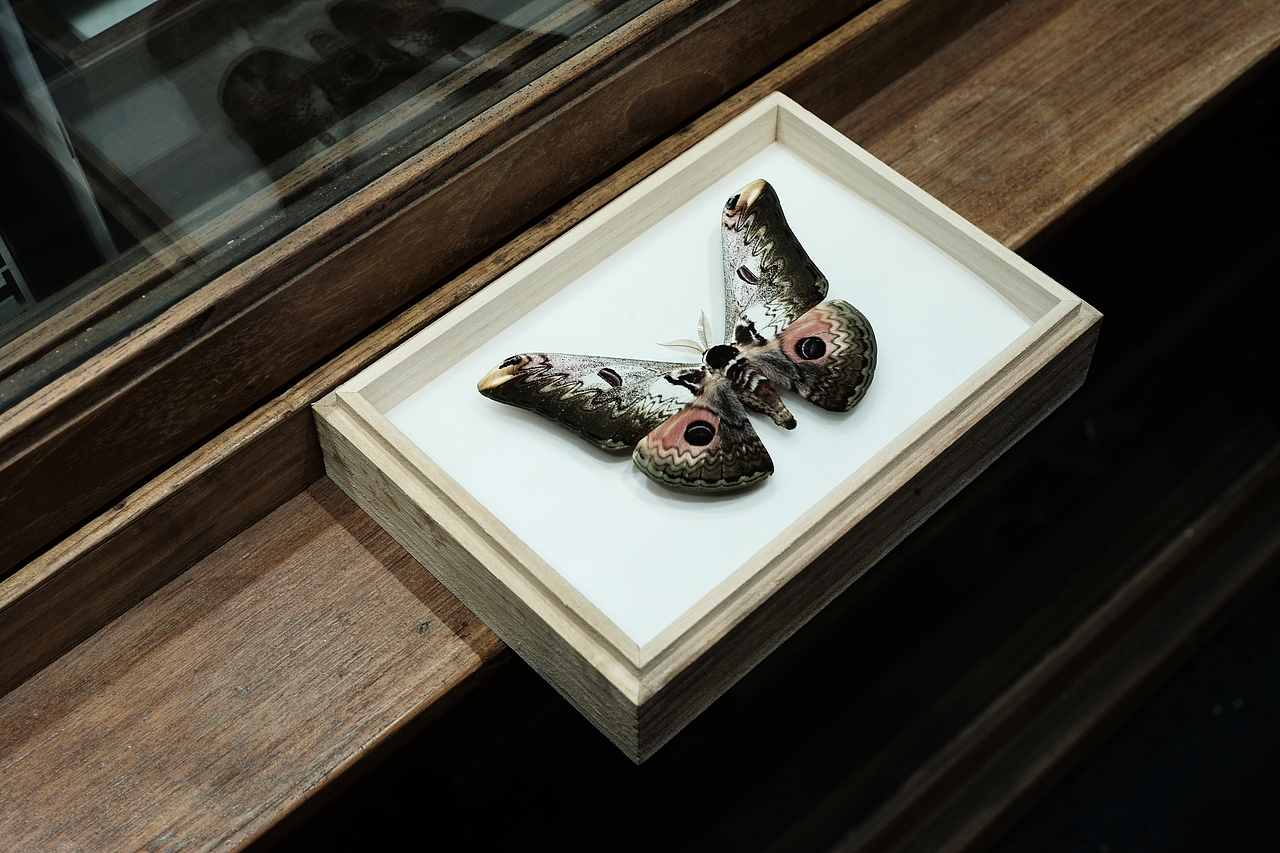 设计师的虫虫工作室(爬宠、昆虫)