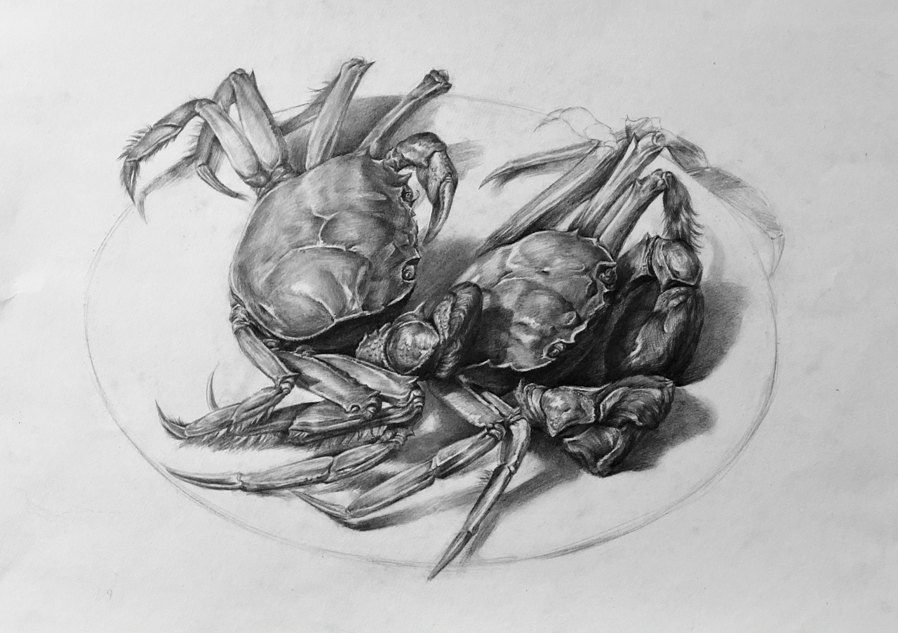 螃蟹钳子素描图片