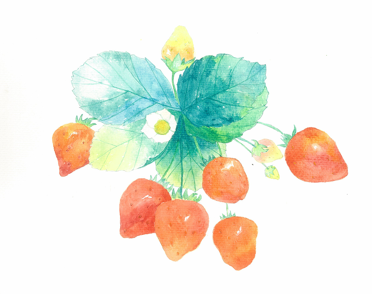 森之果酱包装设全系列