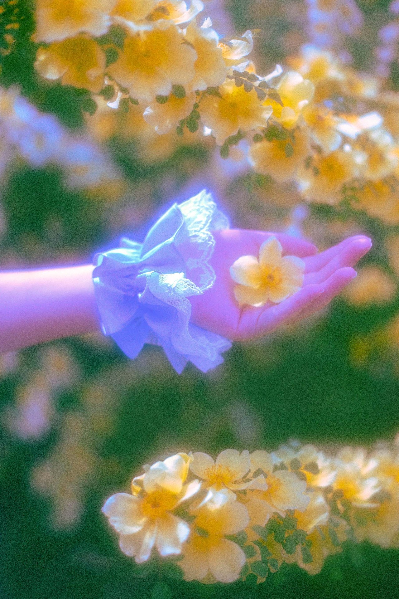 花与Lolita