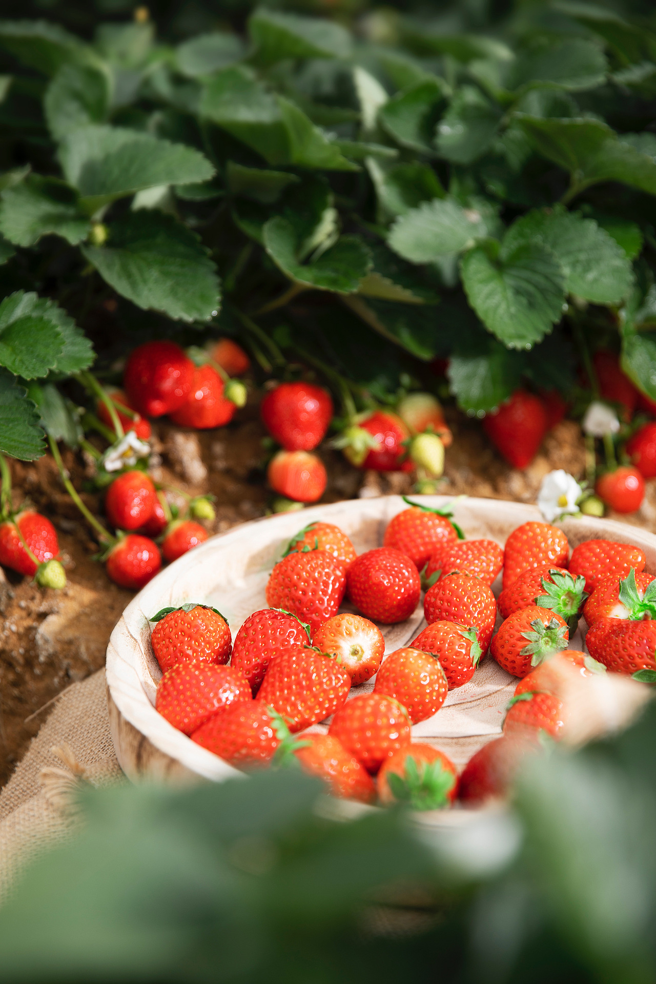 奈雪的茶｜霸气芝士草莓（图ZMjg5ODkwNDAw） - 美食摄影 - 站酷设计师摄影师有有猫在原创素材 - 站酷ZCOOL