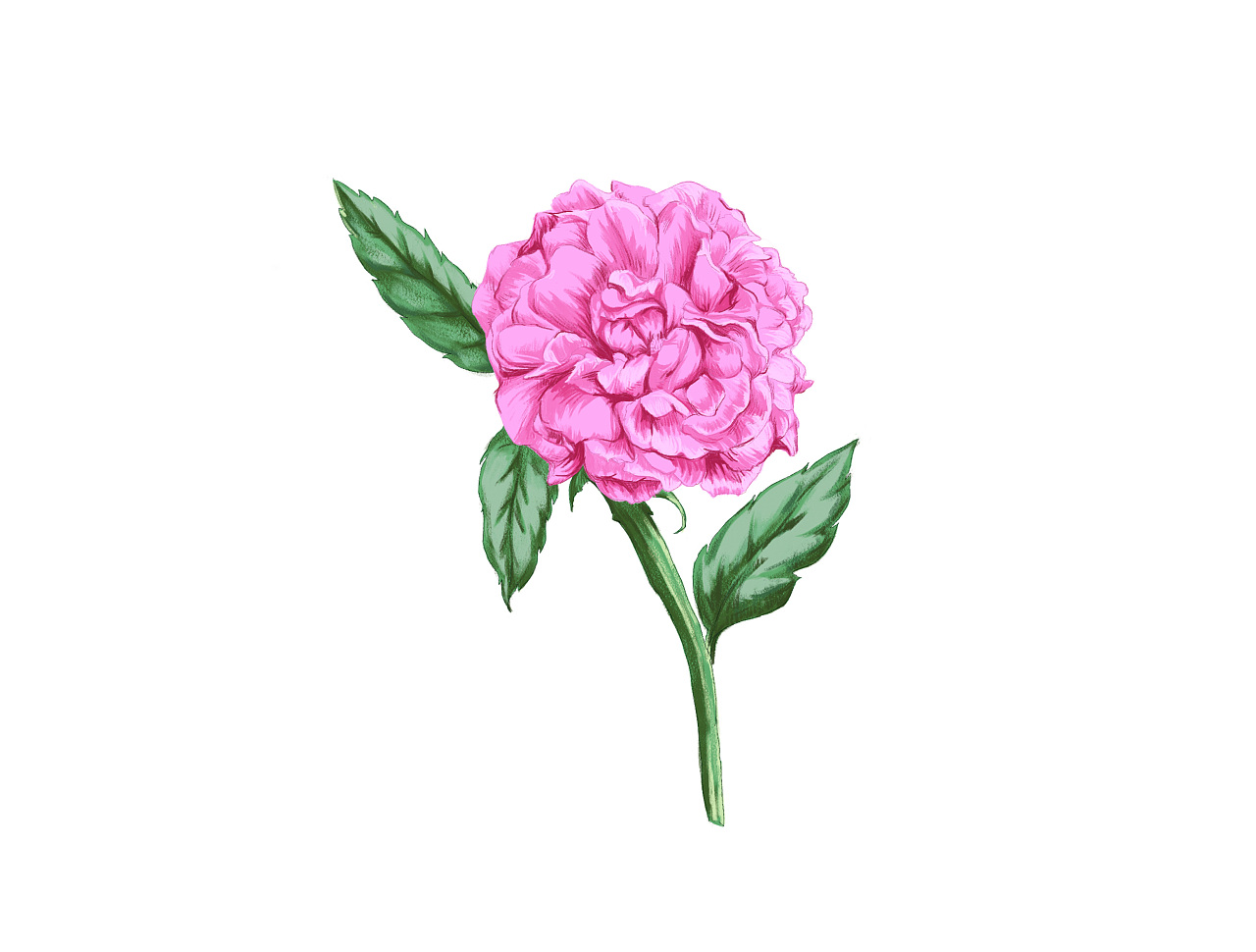 大马士革玫瑰
