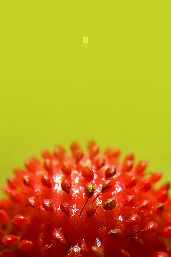 蛇莓是一个没有故事的女同学