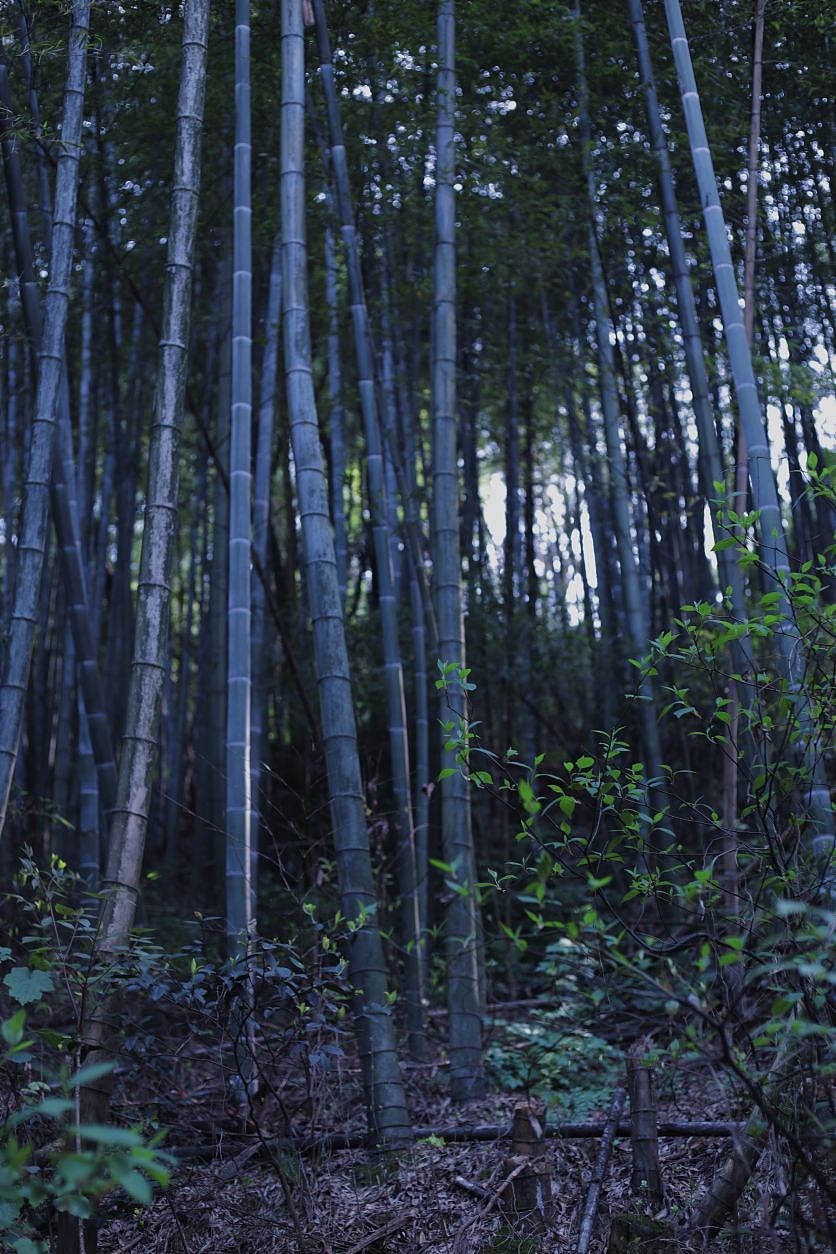 一个人的时候也可以怡然自得🌿