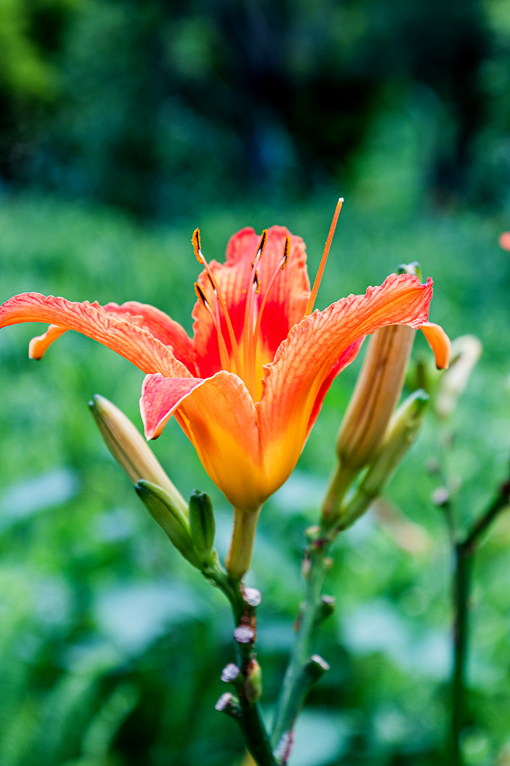 【花卉】萱草|摄影|风光摄影|渔舟晚风_原创作品-站酷zcool