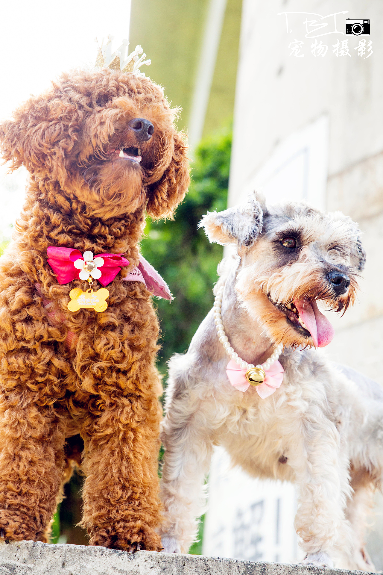 【I,Pet宠物摄影】狗狗们的一天