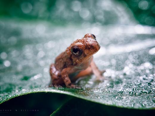 《雨后遇蛙》