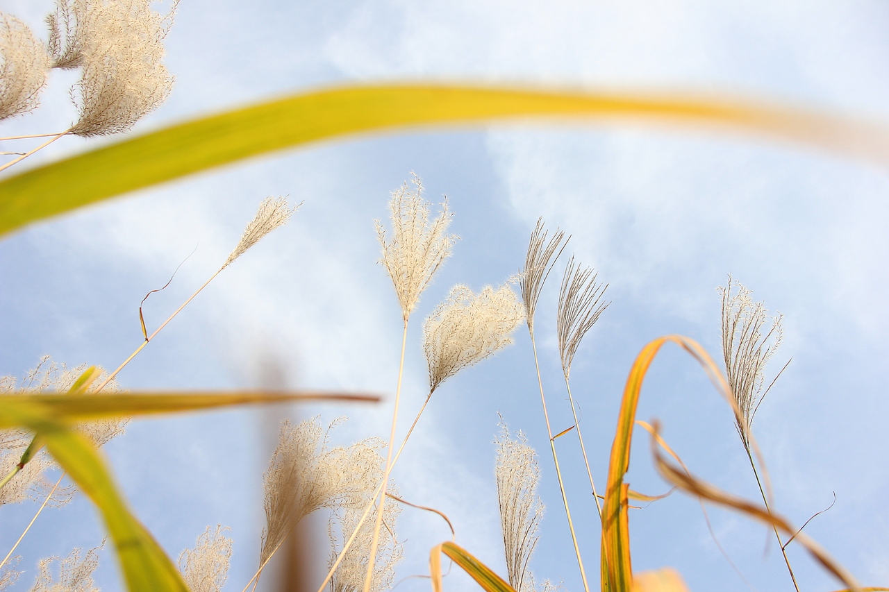 十一月的芦苇荡啊荡（图ZNzMyOTQ5NDQ=） - 其他摄影 - 站酷设计师渣渣君JJ原创素材 - 站酷ZCOOL