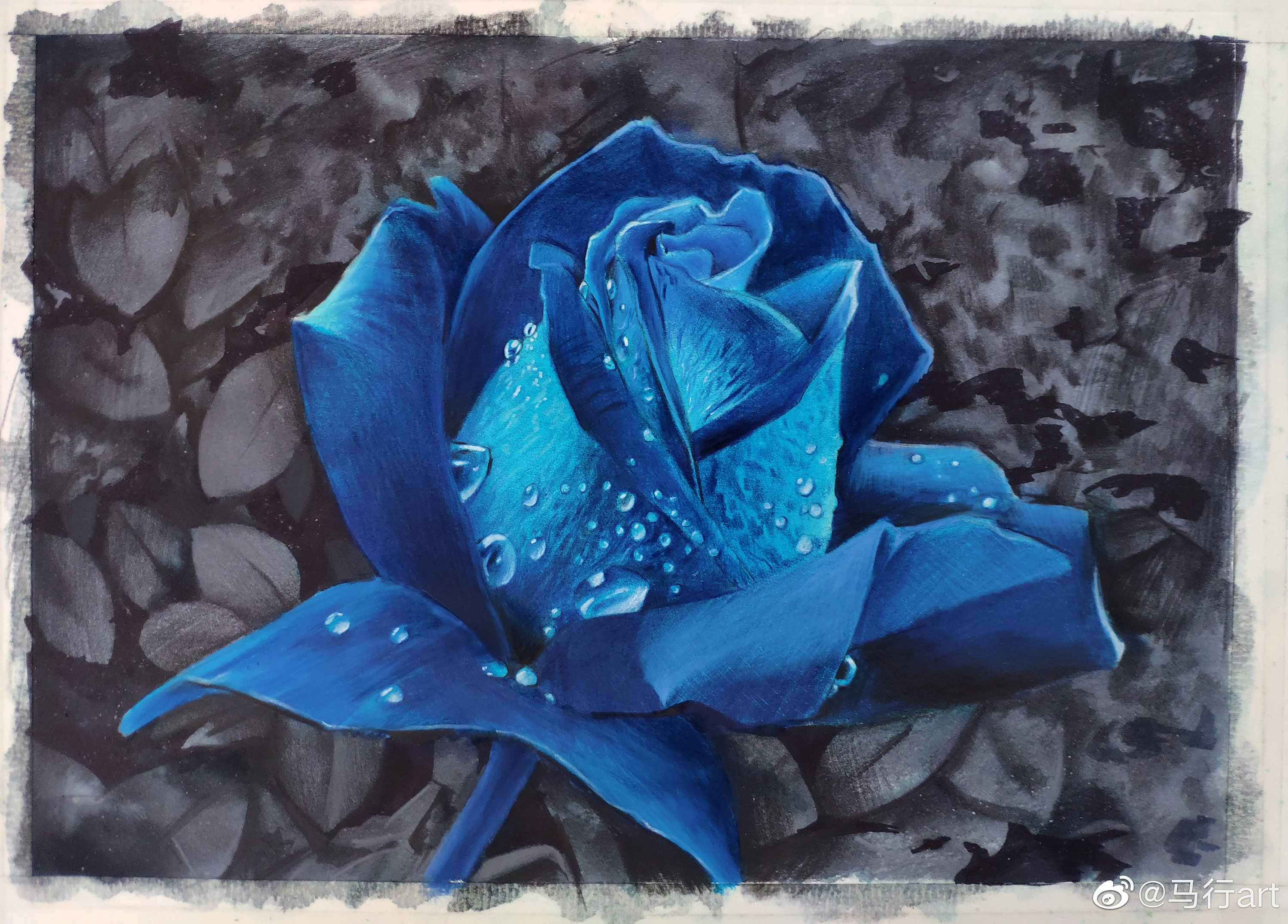 蓝玫瑰彩铅画图片