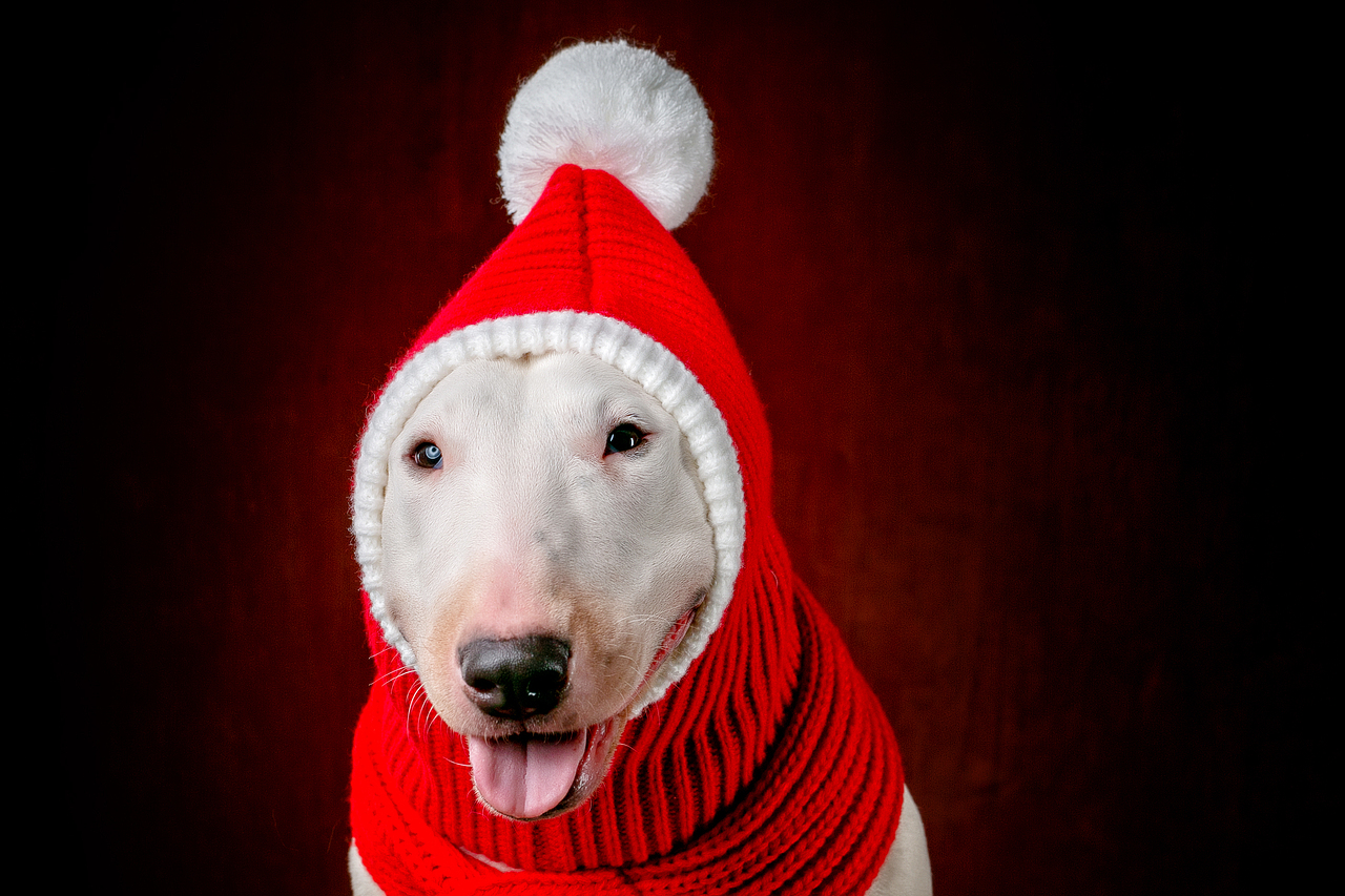 圣诞圣诞，圣诞快乐🎄🎁🎅。（图ZMTM4OTE1NTQw） - 宠物摄影 - 站酷设计师AC宠物摄影原创素材 - 站酷ZCOOL