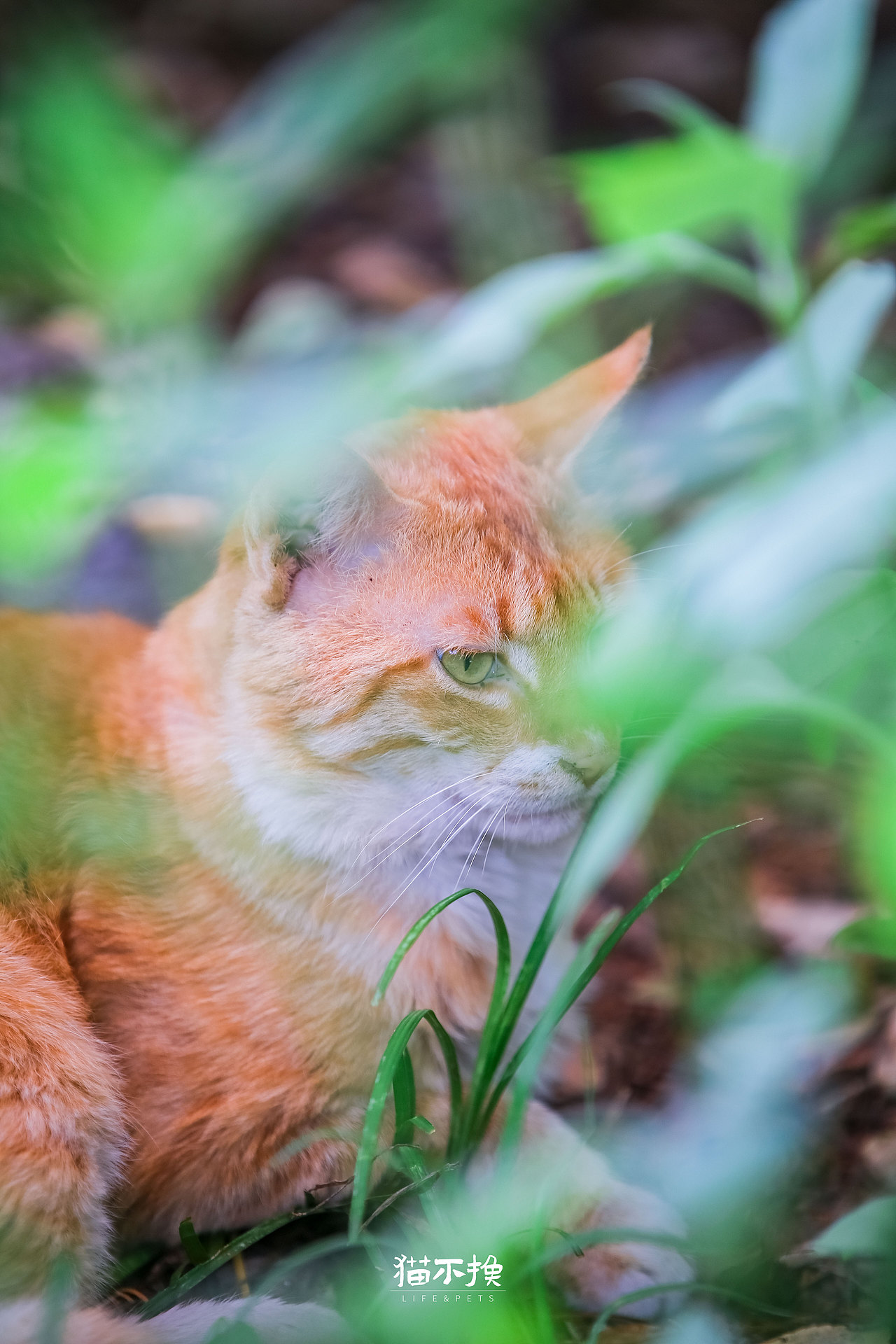 山猫日记20210718