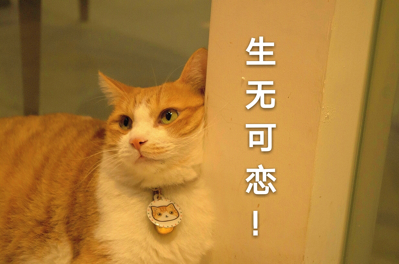 拍了一组萌宠表情包哈哈