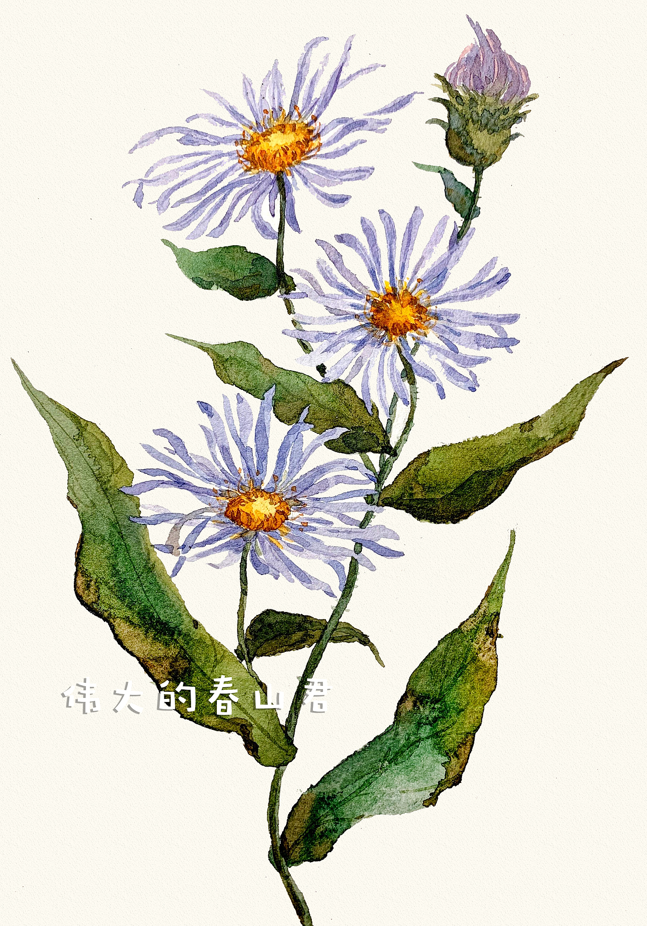 植物水彩插画（图ZMjEwNjY3MDA4） - 创作习作 - 站酷设计师伟大的春山君原创素材 - 站酷ZCOOL