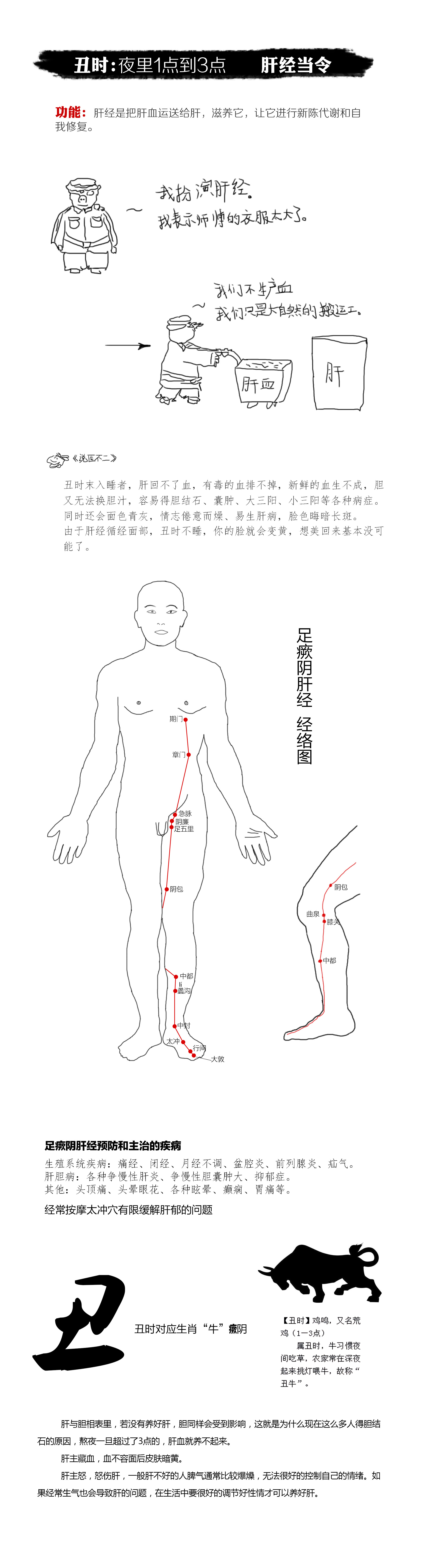 肝脾肾三经循行线路图图片