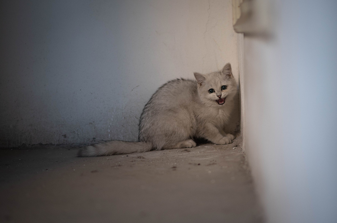 一只躲在墙角的银渐层