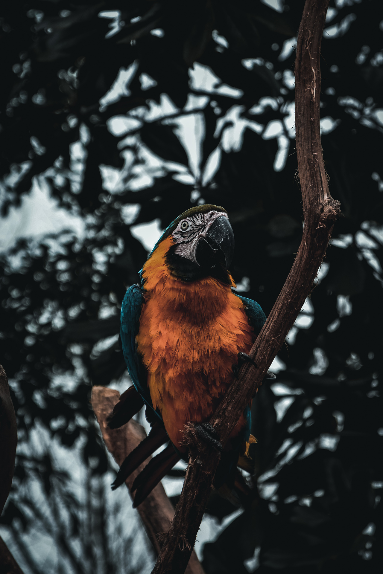 动物特写|摄影|动物|一只猫它跑了 - 原创作品 - 站酷 (zcool)