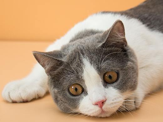 一组猫咪纯色照片